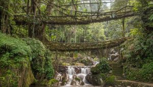The living root bridges of Meghalaya