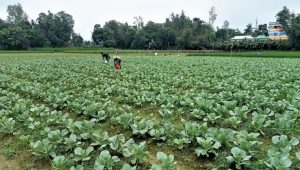 Early winter vegetables bring hope of better harvests in Tangail