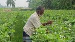 Early winter vegetables bring hope for Chuadanga farmers