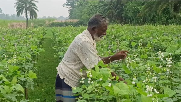 Early winter vegetables bring hope for Chuadanga farmers