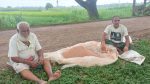 Fertiliser shortage hits Meherpur farmers during vegetable season
