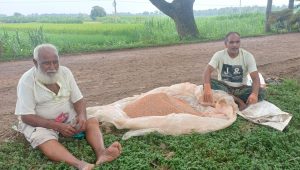 Fertiliser shortage hits Meherpur farmers during vegetable season