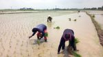 Fuel hike clouds Naogaon farmers’ harvest hopes