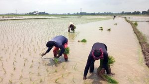 Fuel hike clouds Naogaon farmers’ harvest hopes