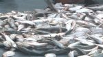 Hilsa prices nearly double in Lakshmipur