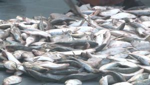 Hilsa prices nearly double in Lakshmipur