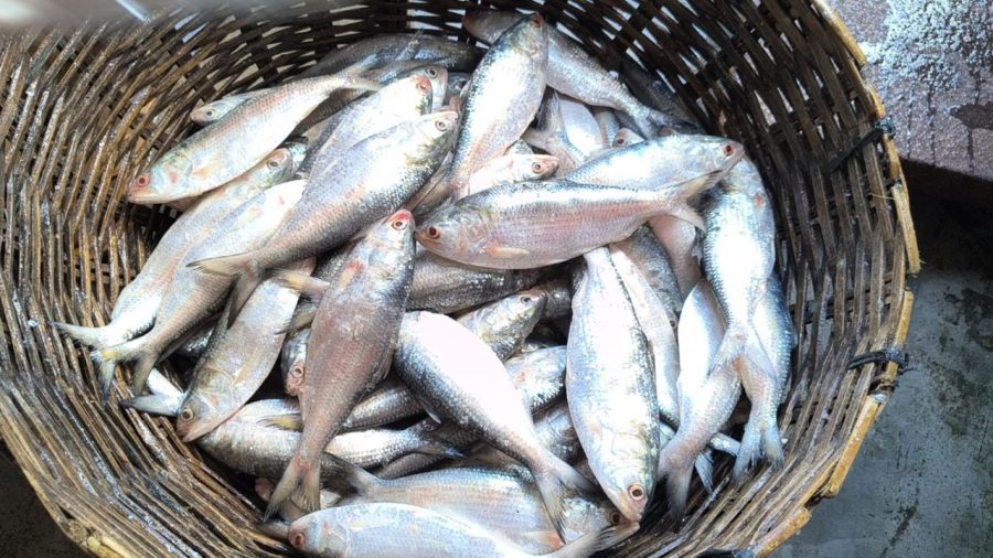 Hilsa season ends in losses: Fishermen return empty-handed
