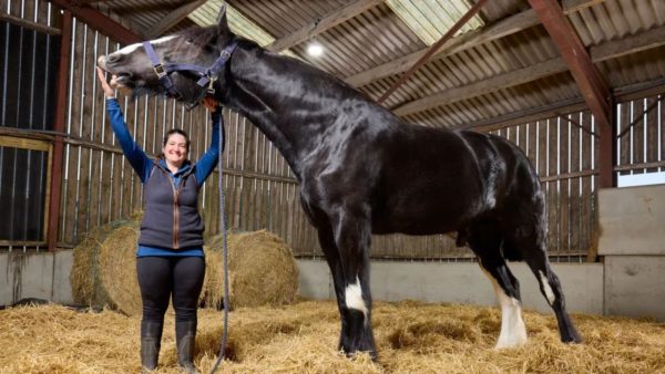 Hugo crowned world’s tallest living horse