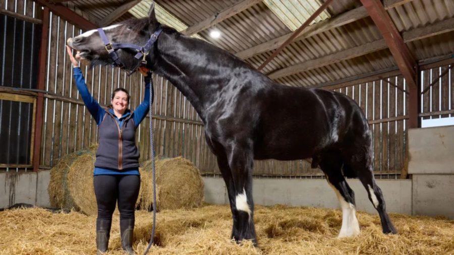 Hugo crowned world’s tallest living horse