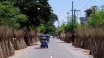 Jute sticks become new income source for Meherpur farmers