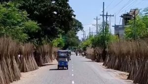 Jute sticks become new income source for Meherpur farmers