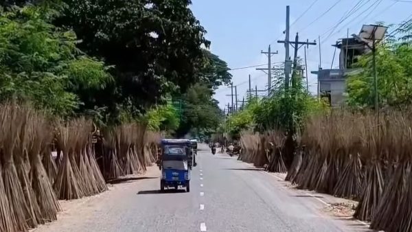 Jute sticks become new income source for Meherpur farmers