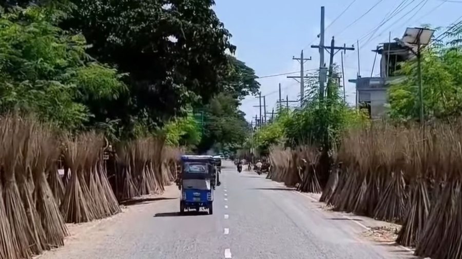 Jute sticks become new income source for Meherpur farmers