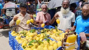 Katimon mangoes boost Naogaon’s off‑season trade
