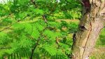 Charghat’s Khoyer industry seeks revival