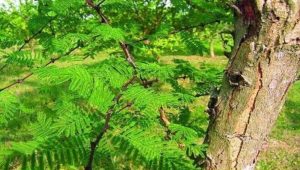 Charghat’s Khoyer industry seeks revival
