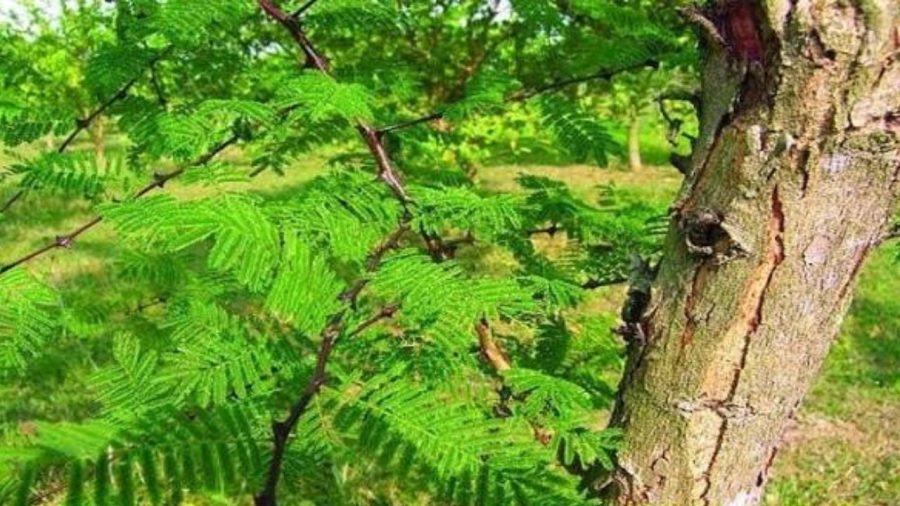 Charghat’s Khoyer industry seeks revival