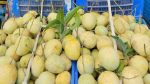 Late-season mangoes rule Kansat market