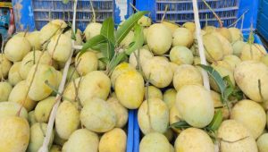 Late-season mangoes rule Kansat market