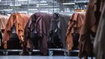 Govt plans graceful exit, LWG certification to revive leather sector