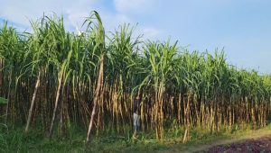 Madaripur farmers turn to sugarcane for better returns