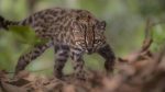 From rescue to discovery: How Bolivia’s new wildcat was identified