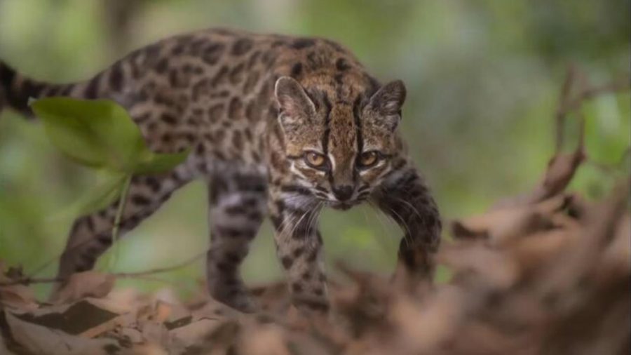 From rescue to discovery: How Bolivia’s new wildcat was identified