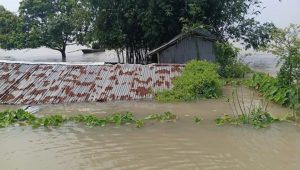 Padma swells near danger mark, lowlands submerged