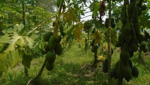 Papaya cultivation expands across Sirajganj