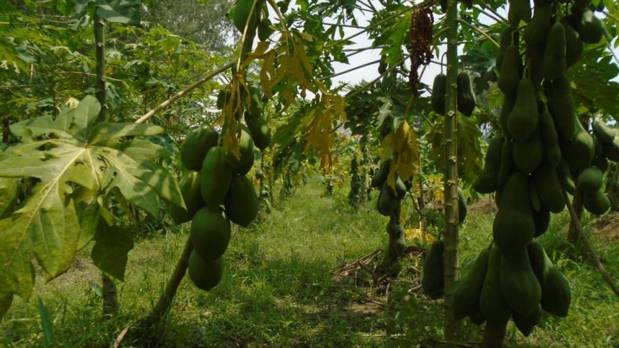 Papaya cultivation expands across Sirajganj