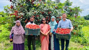 Small wonders: Rambutan takes root in Bangladesh