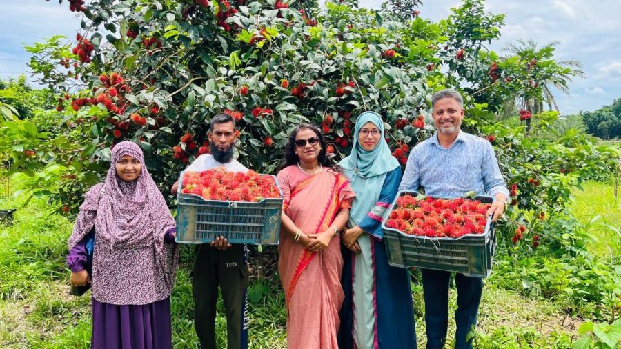 Small wonders: Rambutan takes root in Bangladesh