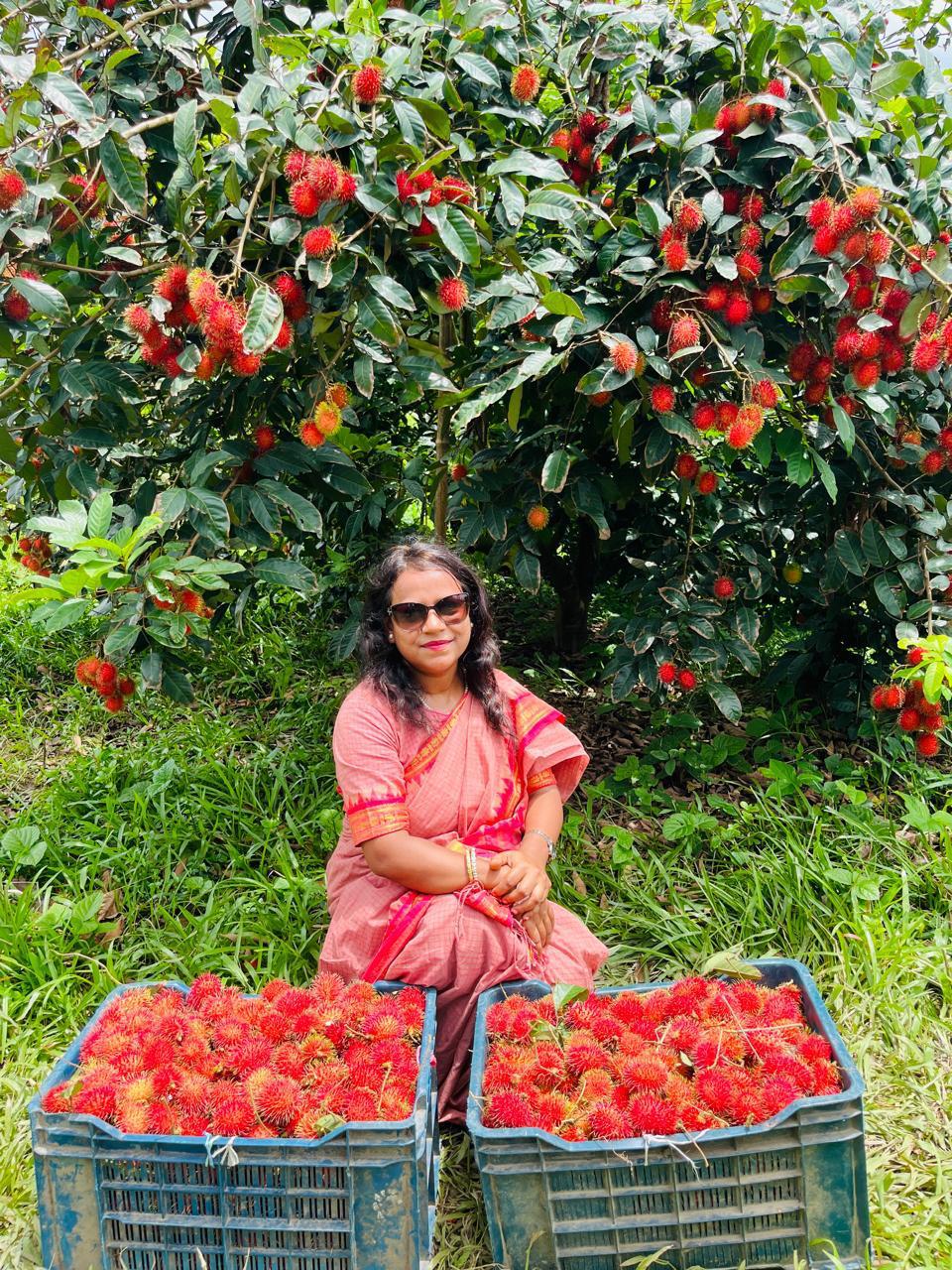 Rambutan cultivation