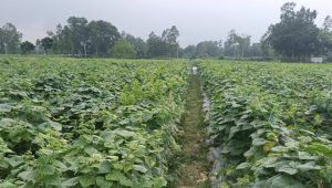 Sirajganj bets on cucumber mulching