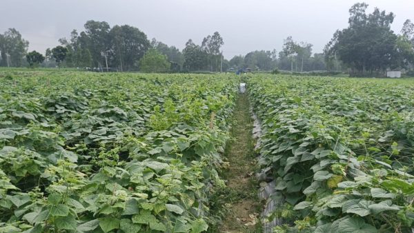 Sirajganj bets on cucumber mulching