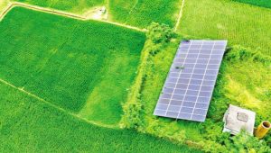 Solar-powered pumps cut irrigation costs in Jhenaidah