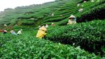 Steps taken to restore economic capability of tea sector: Muktadir