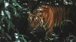 Tiger on the loose: Forest guards take cover on watchtower