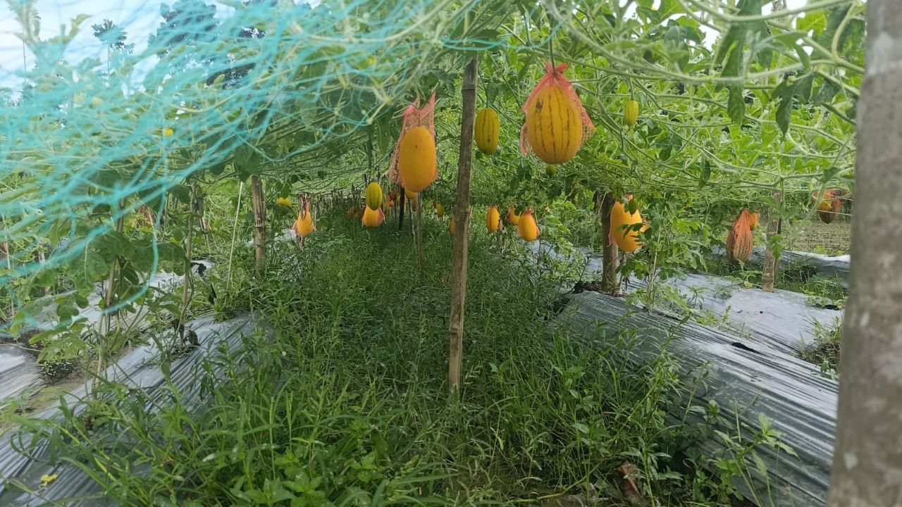Watermelon farming