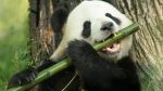 World Bamboo Day: Nature’s overachiever refuses to stay grounded