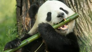 World Bamboo Day: Nature’s overachiever refuses to stay grounded