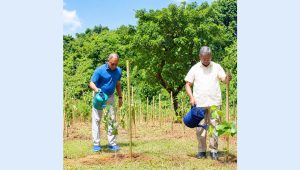 bKash Forest links app transactions to real trees