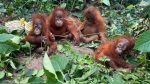 Baby orangutans reveal scale of India’s exotic wildlife trafficking