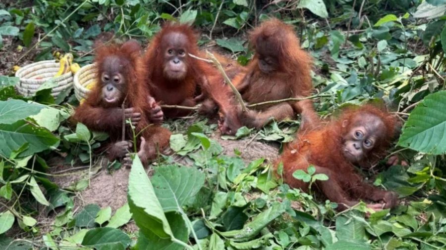Baby orangutans reveal scale of India’s exotic wildlife trafficking