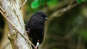 New Zealand crowns endangered black robin as Bird of the Year