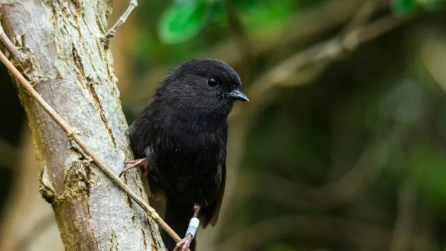 New Zealand crowns endangered black robin as Bird of the Year