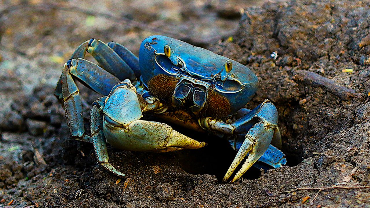 Blue crab invasion turns into export opportunity