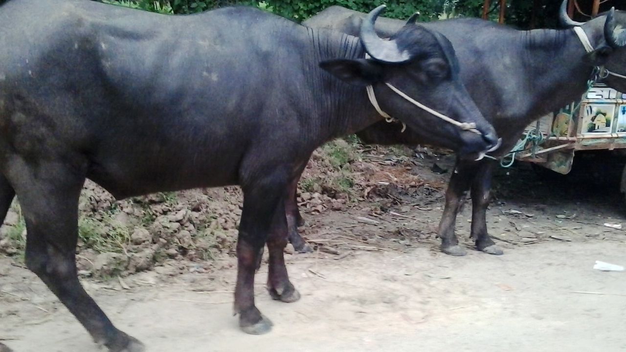 ‘Poisonous’ grass kills 3 buffaloes, sickens 30