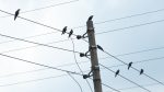 Silence of the crows