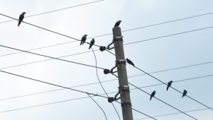 Silence of the crows